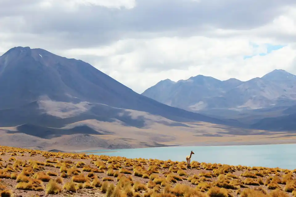 Vicunha numa planície de altiplano, diante de uma laguna