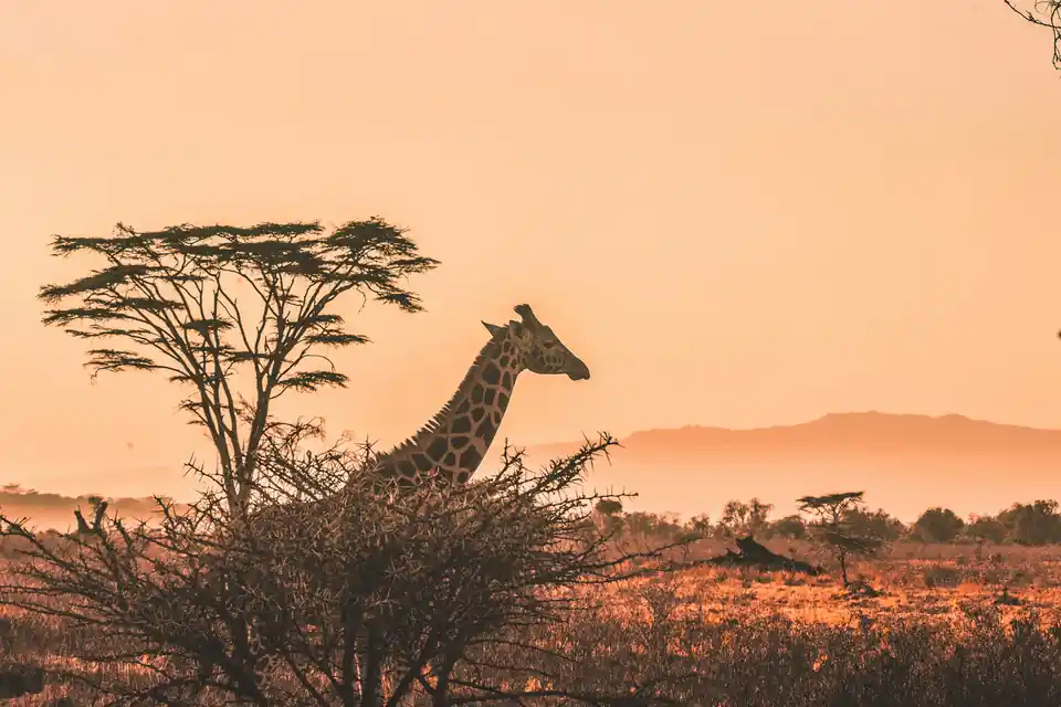Girafa recortada contra o céu alaranjado da savana