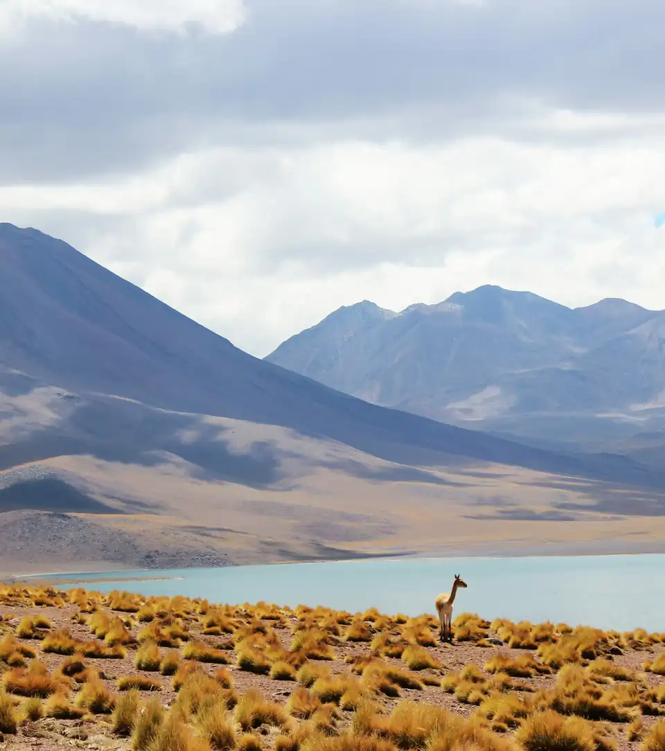 Uma vicunha numa planície de altiplano, diante de uma laguna e de montanhas.