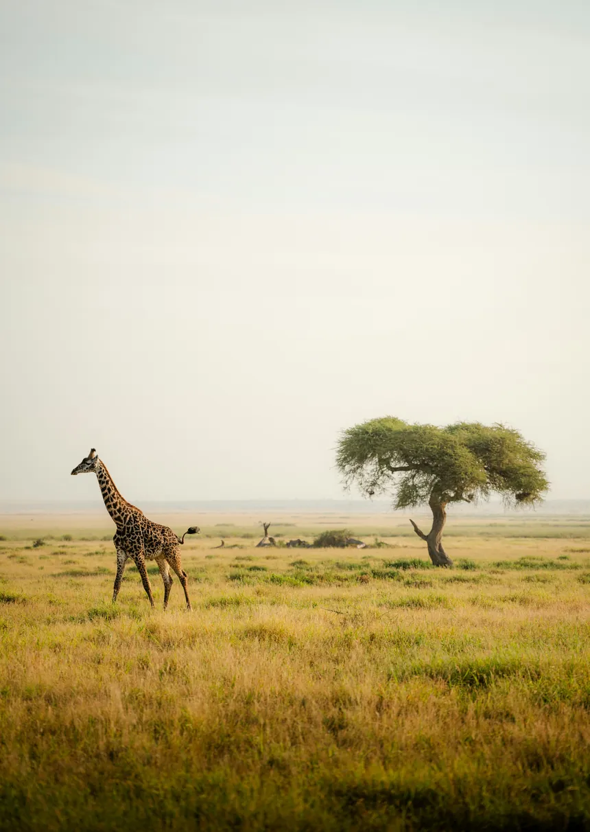 Girafa na savana do Parque Nacional de Amboseli, no Quênia