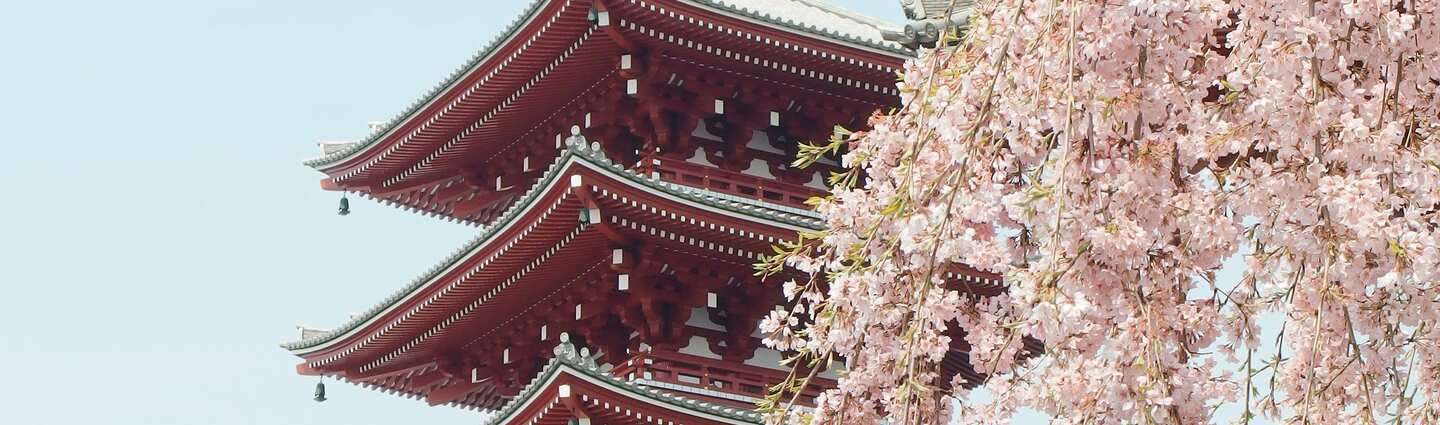 Pagode vermelho em meio a cerejeiras floridas no Japão.