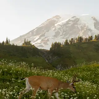 Montanha nevada acima de uma floresta